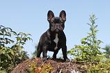 BOULEDOGUE FRANCAIS 022